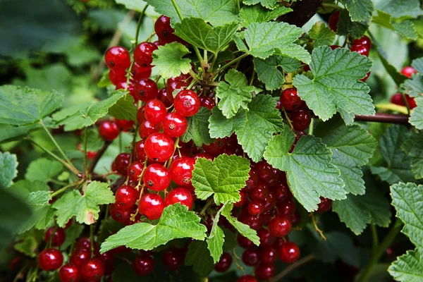 Κόκκινη σταφίδα. σταφίδα. είδους Ribes rubrum — Φωτογραφία Αρχείου