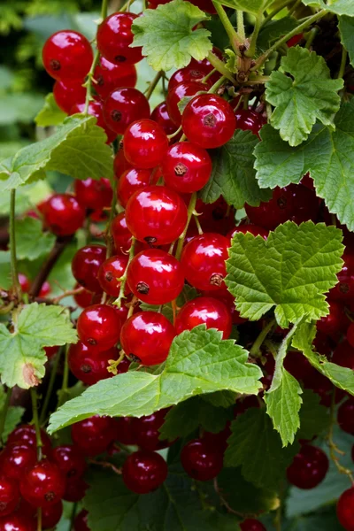 Κόκκινη σταφίδα. σταφίδα. είδους Ribes rubrum — Φωτογραφία Αρχείου