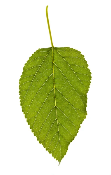 Żyły liścia — Zdjęcie stockowe