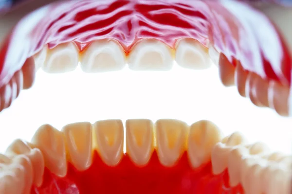 歯のモデル — ストック写真