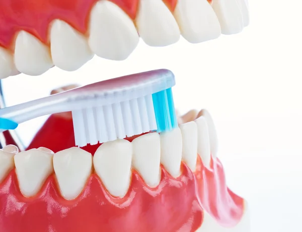 Modelo de dientes con cepillo de dientes al cepillarse los dientes —  Fotos de Stock