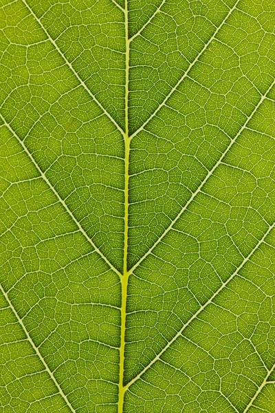 Bir yaprak damarları — Stok fotoğraf