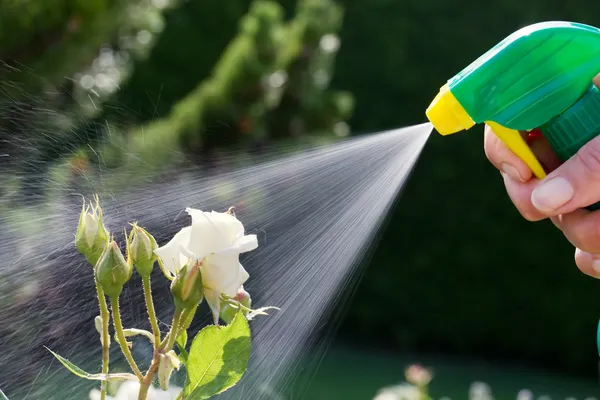 Controlo de pragas. rosas no jardim — Fotografia de Stock