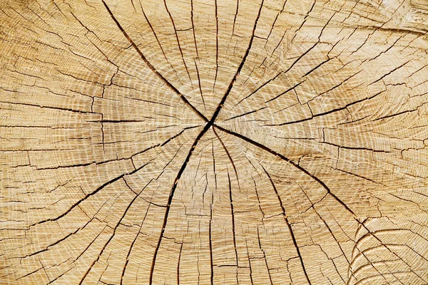 Tronco de árbol cortado —  Fotos de Stock