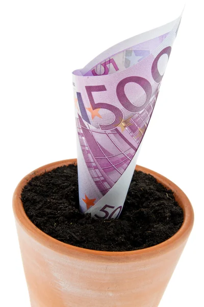 Banconota in euro in vaso di fiori . — Foto Stock