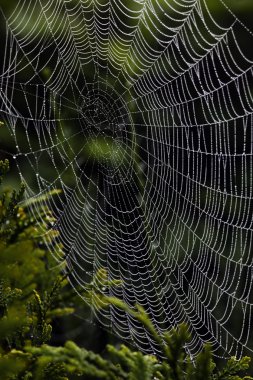 Spider web of a spider clipart