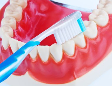 Tooth model with toothbrush when brushing teeth clipart