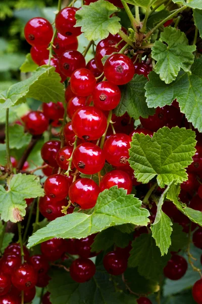 stock image Red currant. currant. ribes rubrum