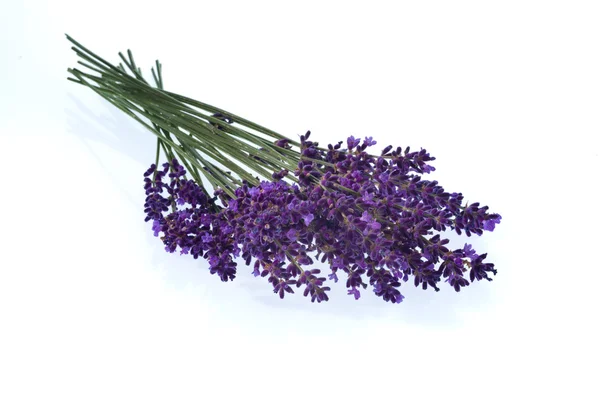 Lavendel auf weißem Hintergrund — Stockfoto