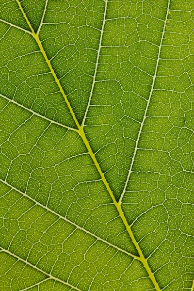 Żyły liścia — Zdjęcie stockowe