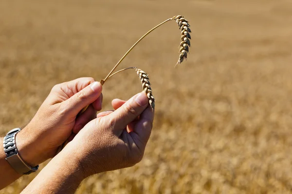 Agricultor en un campo de trigo — Foto de Stock