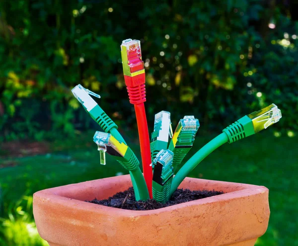 Kabel jaringan dalam pot bunga — Stok Foto