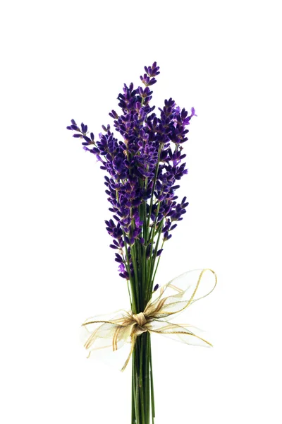 Lavendel op een witte achtergrond — Stockfoto