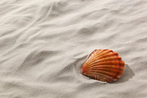 Shell on a sandy beach — Stock Photo, Image