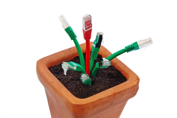 Cable network in flower pot — Stock Photo, Image