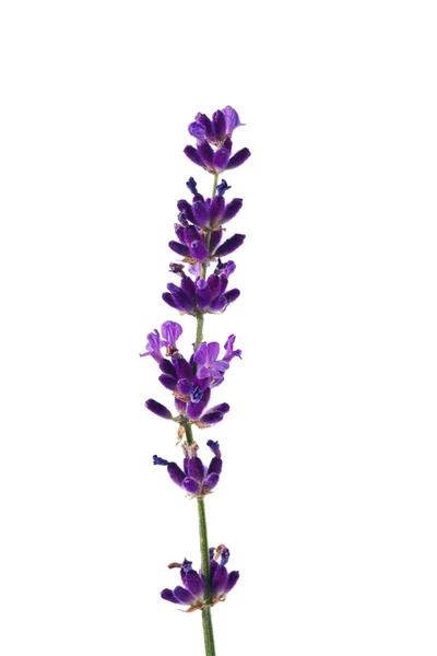 Lavender on a white background — Stock Photo, Image