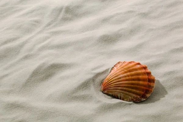 Shell lying in the sand on the beach — Stok fotoğraf
