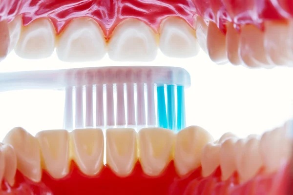 Зубная модель с зубной щеткой при чистке зубов — стоковое фото