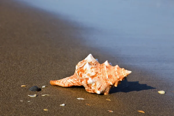 포탄으로 바다와 해변 모래 — 스톡 사진