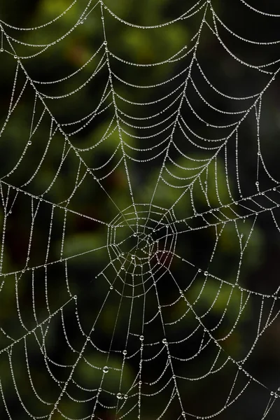 Teia de aranha de uma aranha — Fotografia de Stock