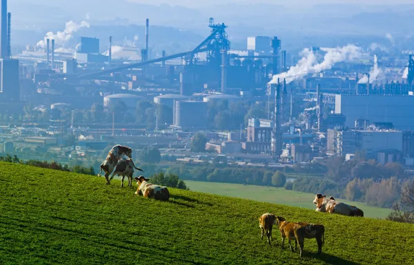 Vacas provenientes de instalações industriais — Fotografia de Stock