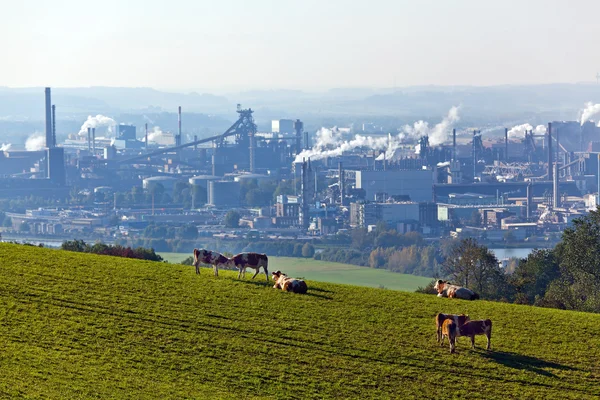 Cows from industrial sites — Stock Photo, Image