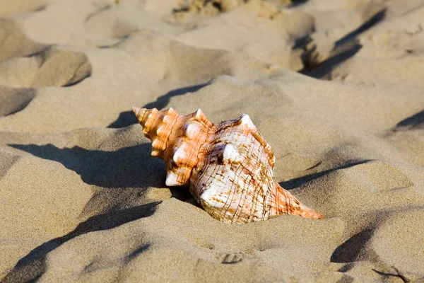Sea and beach sand with shell — Stock Photo, Image