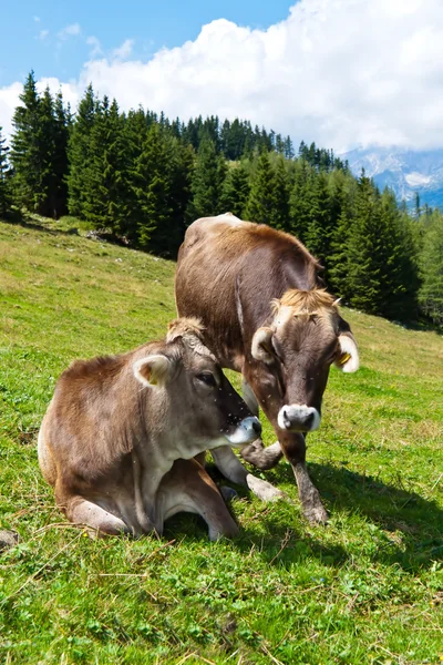 Mucche al pascolo in montagna — Foto Stock