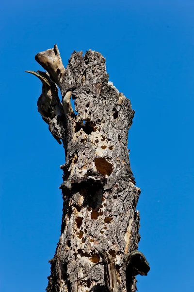 Vieux tronc d'arbre — Photo
