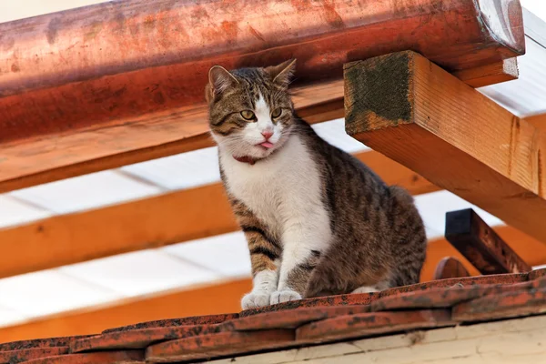 Kedi oturan bir çatıda bekliyor — Stok fotoğraf