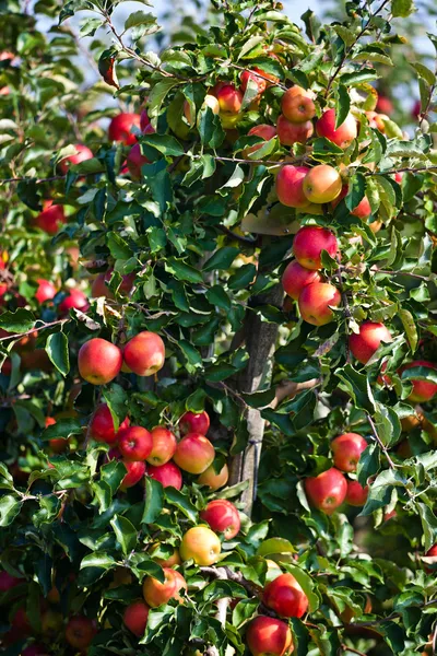 Appelboom — Stockfoto