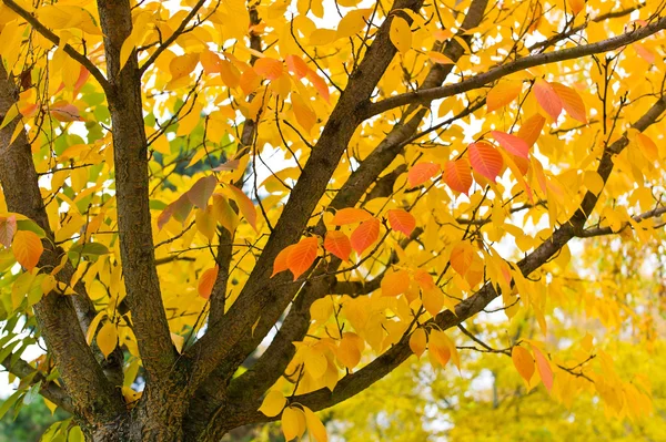 Träd med blad på hösten — Stockfoto