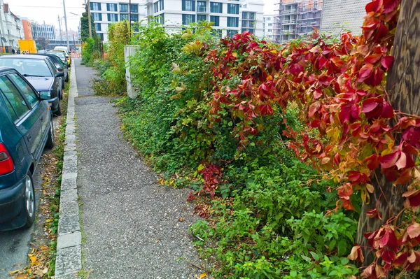 Intergrown sidewalk — Stock Photo, Image