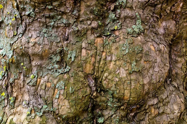 Latido de uma árvore — Fotografia de Stock