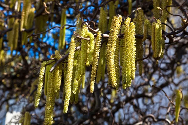 봄에서 개 암 나무 꽃 — 스톡 사진