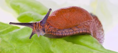Slug on a lettuce leaf clipart