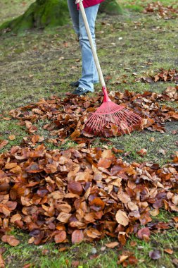 Raking leaves. remove leaves. gardening in the he clipart