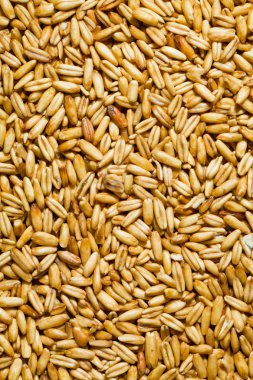 Grains of oats clipart