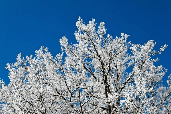 Пейзаж с инеем, морозом и снегом — стоковое фото