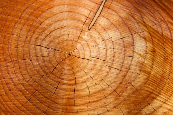 Annual rings on a tree trunk — Stock Photo, Image