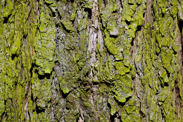在森林里的树的树皮 — 图库照片