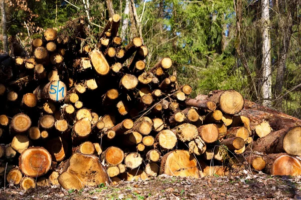 Firewood em uma floresta — Fotografia de Stock