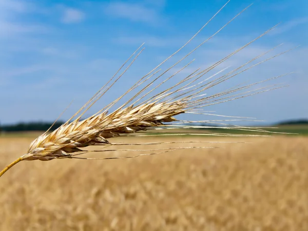 Wheatfield med kornspik — Stockfoto