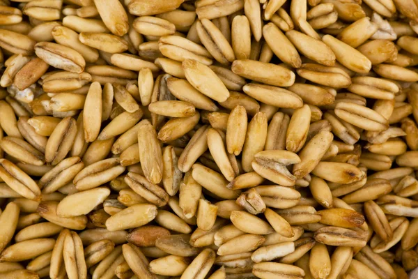 Granos de cereales avena — Foto de Stock