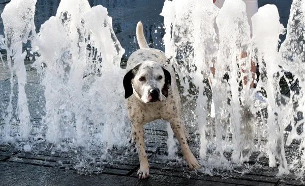 Hund på en varm sommardag. — Stockfoto