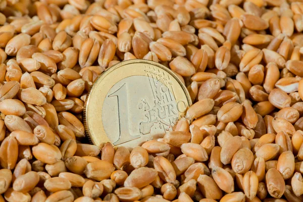 Getreidekörner aus Weizen — Stockfoto
