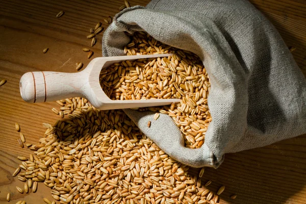 燕麦的沙粒 — 图库照片