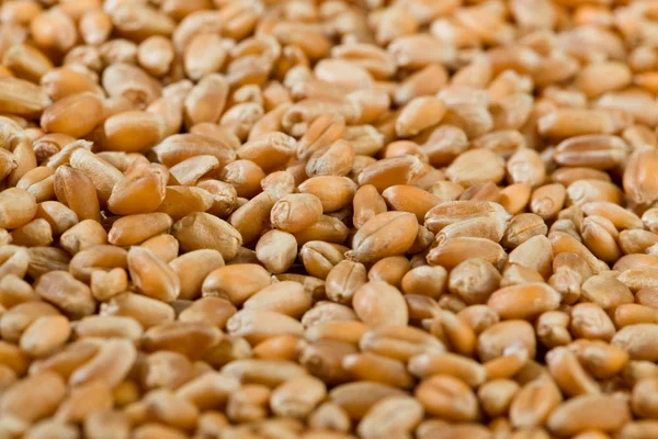 Granos de trigo de cereales — Foto de Stock