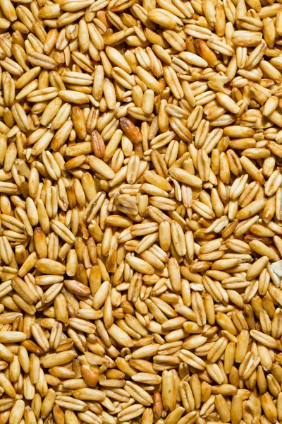 燕麦的沙粒 — 图库照片