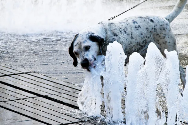 Hond op een warme zomerdag. — Stockfoto